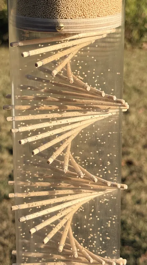 Inside a clear rainstick, wooden pins spiral down the tube past falling seeds